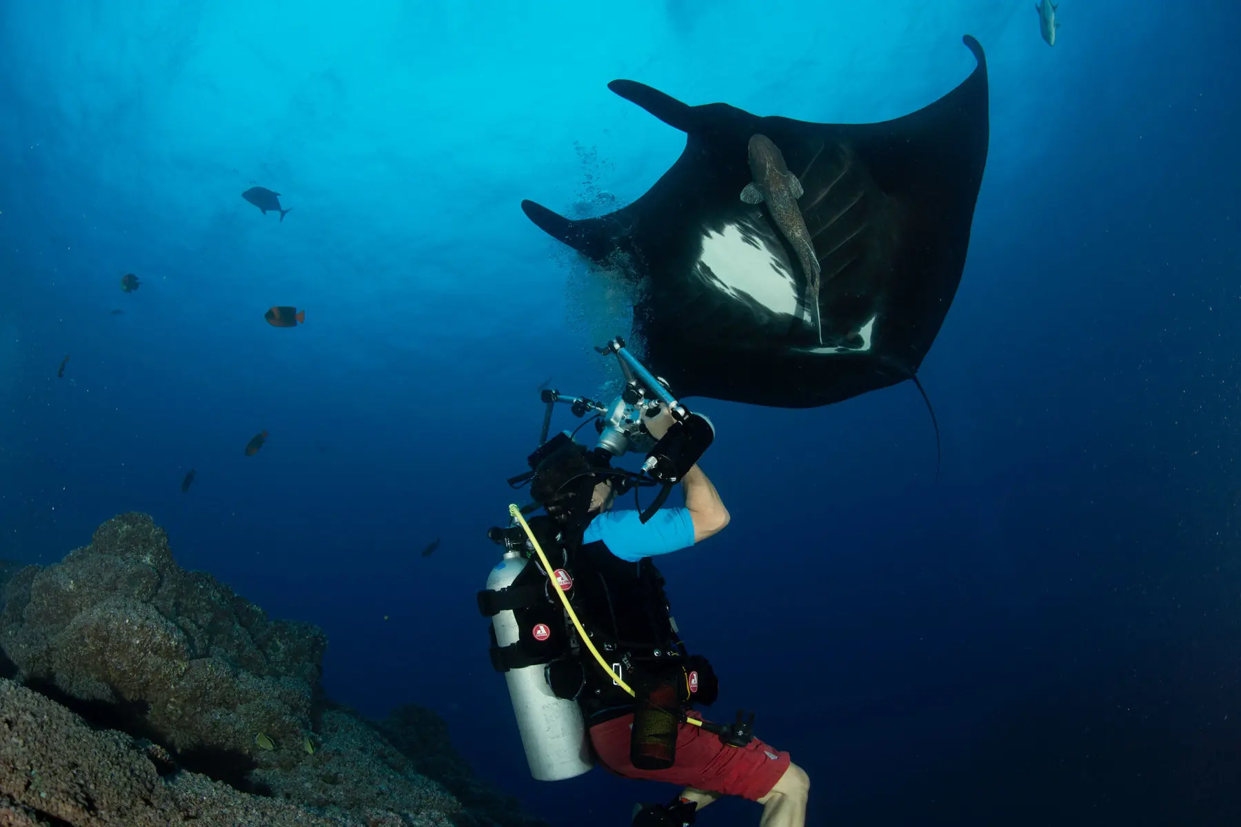 Rene Buob fotografiert einen Riesenmanta im offenen Wasser